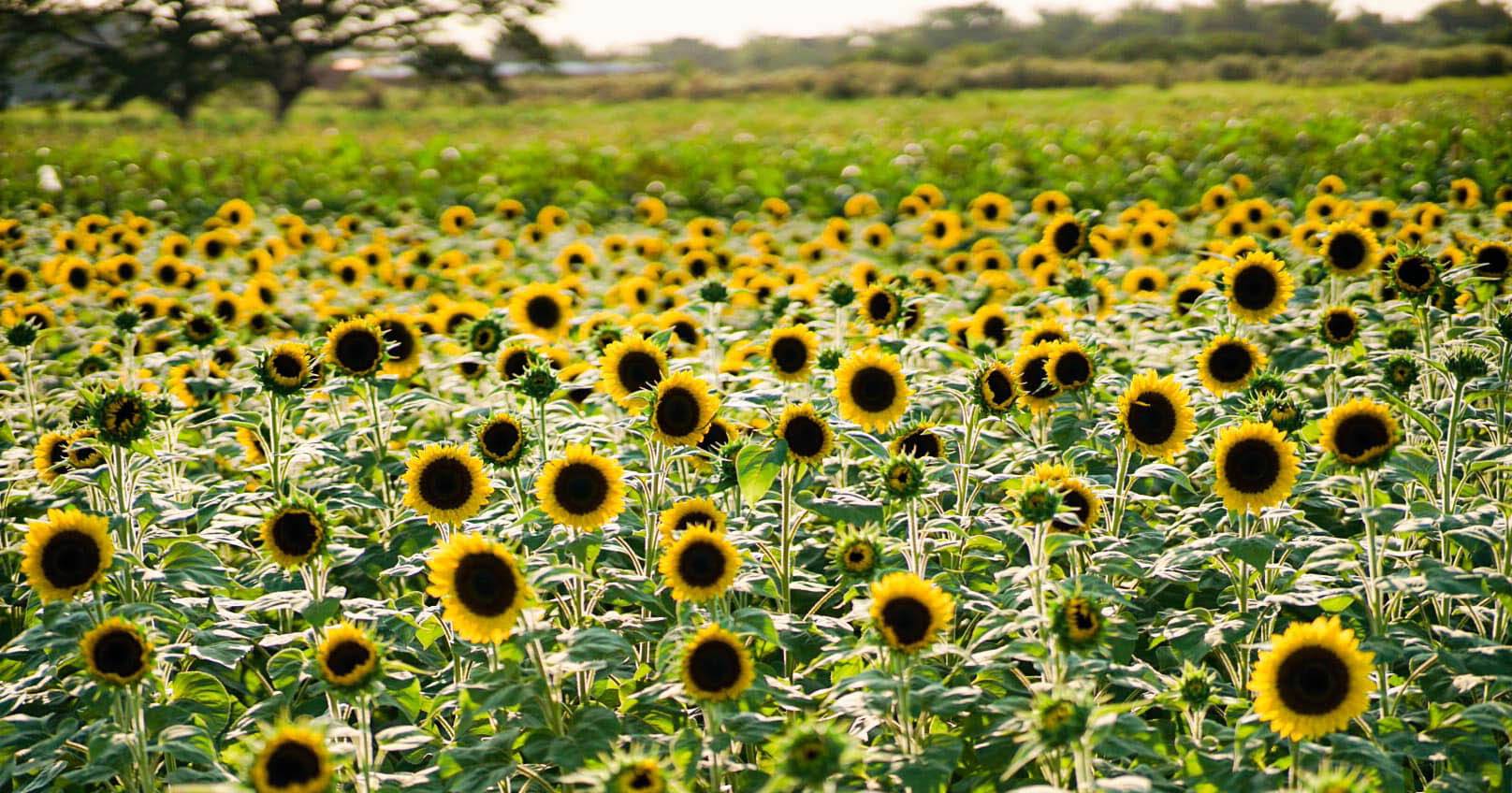 LOOK There’s a sunflower field that’s just three hours away from